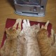 sıcak-seven-kediler-12