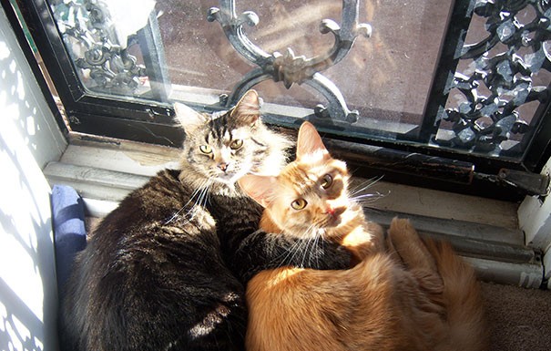 Kediler sıcağı herşeyden çok seviyorlar :)) rahatsız-etmeyin-güneş-bulduk