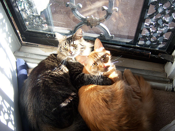 Kediler sıcağı herşeyden çok seviyorlar :))