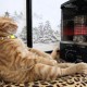 sıcak-seven-kediler-9